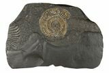 Pyritized Dactylioceras Ammonite On Shale - Germany #174253-1